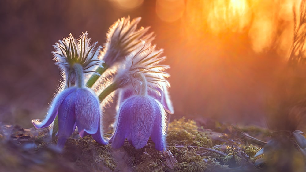 5 Most Rarest Plant On Earth Eduauraa Blog 
